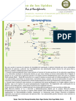 Act - Gliceroneogenesis y Triacilgliceroles