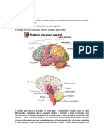 Sistema Nervoso