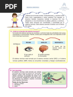 Sistema Nervioso-5to Prim.