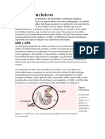 Acidos Nucleicos