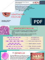 Adaptacion Ceular