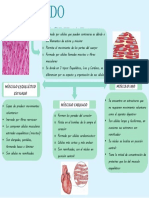 Mapa Muscular