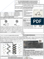 4expression de L Information Genetique Activites 1