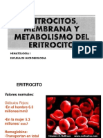 Membrana Eritrocito, Metabolismo