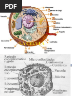 Tema 3 LA CELULA