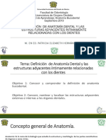 Anatomía Dental PDF