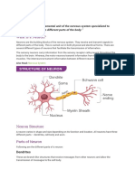 The Neurons