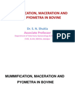 Mummification Maceration Pyometra