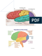 Estrctura Del Cerebro