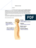 Sistema Nervioso PDF