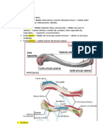 Anatomía de La Cintura Escapular