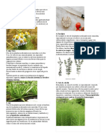 Plantas Medicinales Con Imagen