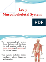 Lec 3 Musculoskeletal System