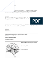 Endocrine System Lab Worksheet