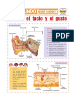 Ciencia y Ambi. - El-Oído-El-Tacto-y-el-Gusto-para-segundo-de-Primaria