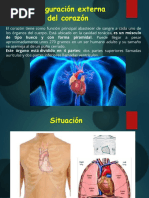 Configuración Externa Del Corazón