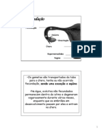 Aula de Embriologia I - Da 1 A 3 Semana de Desenvolvimento