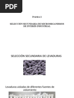 Selección Secundaria de Microorganimos de Interés Industrial