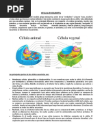 Fichas Celula Animal y Vegetal