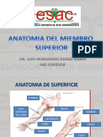 Anatomia Del Miembro Superior