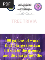 Tree Trivia