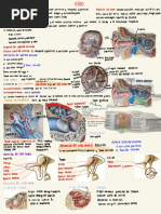 Anatomía Del Oído