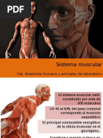 Sistema Muscular I