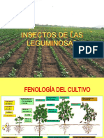 Insectos de Las Leguminosas