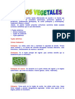 Tejido Vegetal