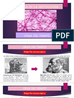 Historia de La Histología Linea de Tiempo - Yeinny Marcela Enciso Losada