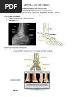 Articulación Del Tobillo