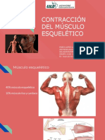 Contractibilidad Muscular