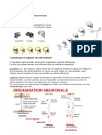 CN1 Neurophysiologie A. Organisation Du Système Nerveux: Comment Peut-On Expliquer Une Telle Évolution?