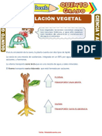 Circulación Vegetal para Quinto Grado de Primaria 1