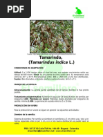 Tamarindo, (Tamarindus Indica L.) : PBX: 347 37 60 Calle 70A No. 14A-45 - Bogotá - Colombia