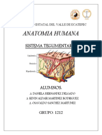 Sistema Tegumentario ANATOMIA