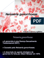 Neisseria Gonorrhoeae 1