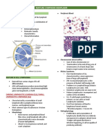 Mature B Cell Lymphoma CLL PLL HCL