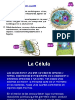 Células y Organelos Celulares