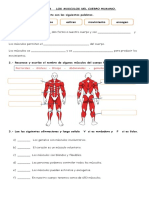 FICHA Nº4 LOS MUSCULOS Parte 2