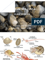 2-Mollusca 2 - BIVALVOS-2022 PDF