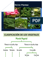 Divisiones Reino Vegetal PP-22-22 PDF