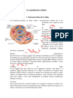 La Membrana PDF