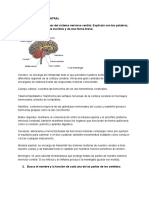 Sistema Nervioso Central PDF