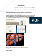 Absceso Hepático