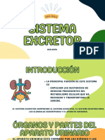 Sistema Excretor