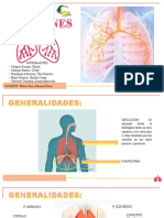 Pulmones Expo