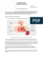 Activity 1 - Respiratory System