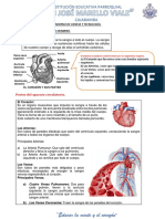 Sistema Circulatorio