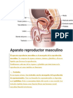 Aparato Reproductor Masculino